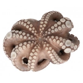 OCTOPUS T2 3Kg-4Kg
