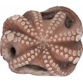 OCTOPUS T7 0,5Kg-0,8Kg