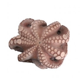 OCTOPUS T4 1,5Kg-2Kg