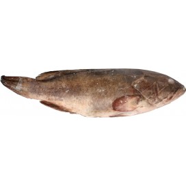 GROUPER