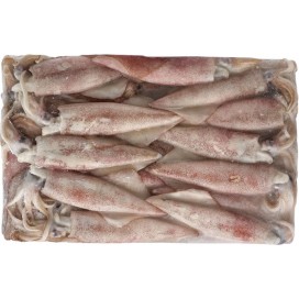 TAIWAN WHOLE ROUND SQUID 10/20
