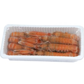 SCAMPI 8/12