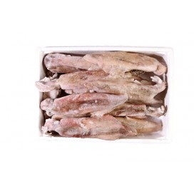 AFRICA SQUID WHOLE ROUND LARGE