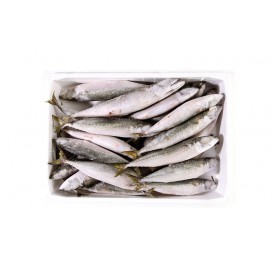 GREEK CHUB MACKEREL
