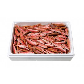 GREEK STRIPED MULLET