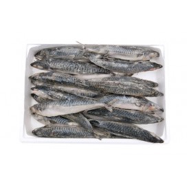 SCOMBER WHOLE ROUND 200/400 & 300/500