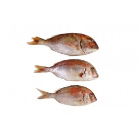 PORGY 200/400 & 400/600 & 800/1000