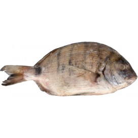 WHITE SEA BREAM