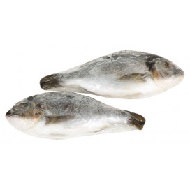 SEA BREAM