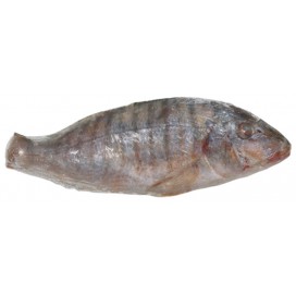 STRIPED SEA BREAM