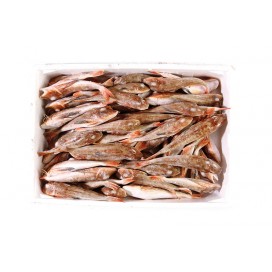 GREEK FLYING GURNAND